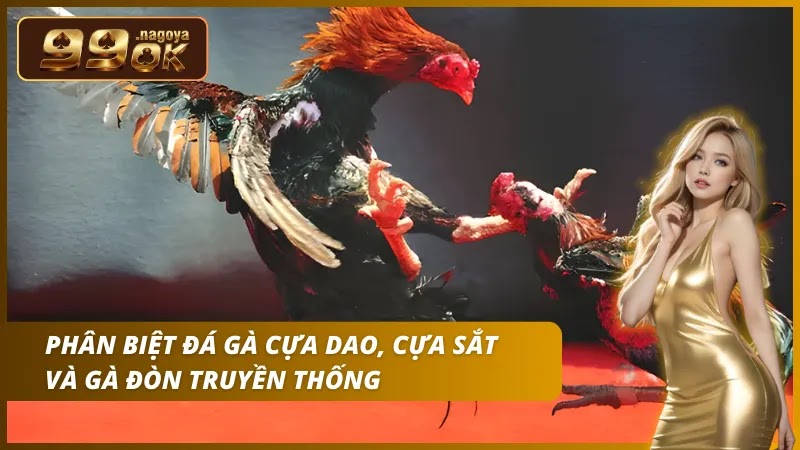 Đá gà cựa dao 99OK – Nhịp độ thần tốc, vượt trội cựa sắt và đòn