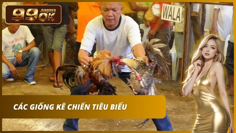 Giống kê huyền thoại – Bản lĩnh kiên cường chinh phục đấu trường