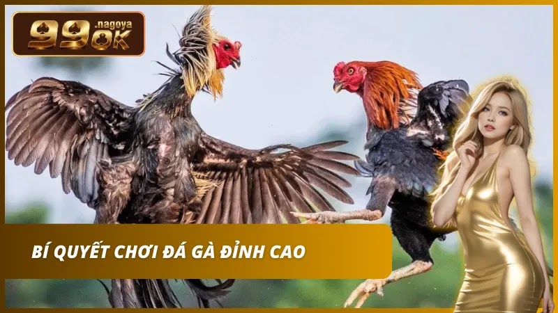 Quan sát nước nuôi và kiểm tra kỹ thành tích thi đấu trước khi xuống tiền.