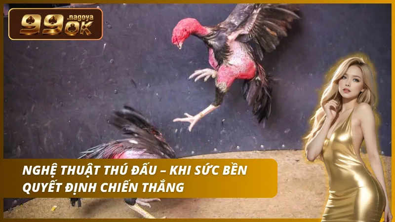 Các chiến kê Gà nòi phô diễn sức bền bỉ và cơ bắp săn chắc qua từng hồ đấu.