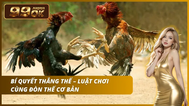 Các đòn lối kỹ thuật như hầu kiềng hay chui vỉa giúp chiến kê áp đảo đối thủ.