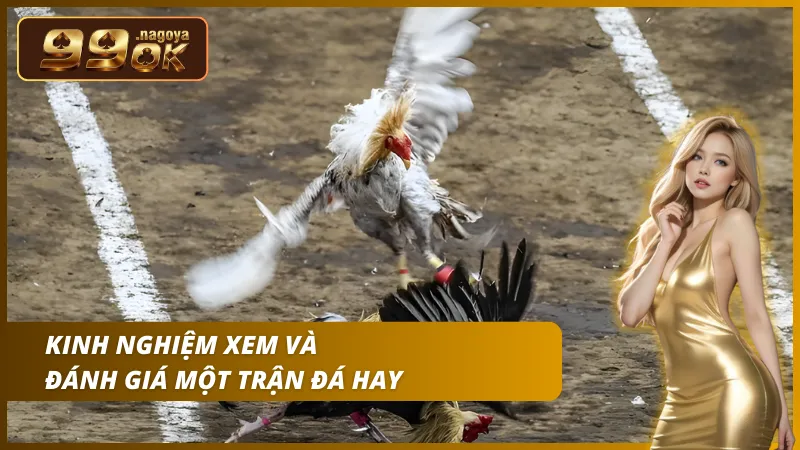 Kỹ năng xem chân vảy và xem tướng mào để dự đoán khả năng ra đòn của thần kê.