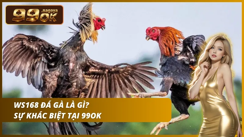 Sảnh đá gà trực tiếp đẳng cấp quốc tế với chất lượng đường truyền mượt mà.