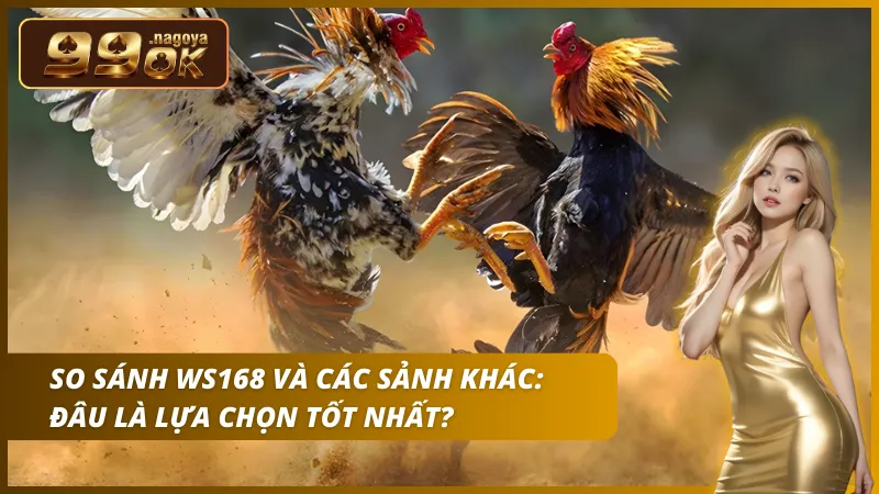 Nổi bật với các trận đá gà cựa dao kịch tính và tần suất thi đấu dày đặc.