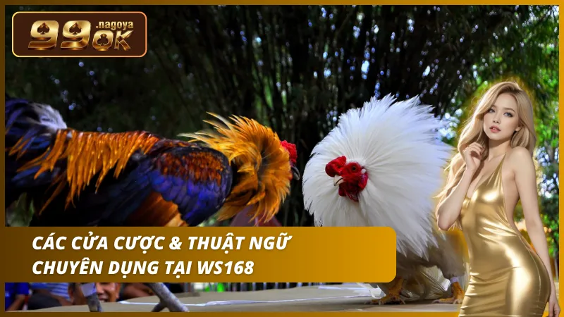 Các cửa cược & Thuật ngữ chuyên dụng tại Ws168 Đá Gà